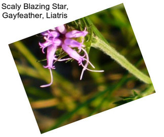 Scaly Blazing Star, Gayfeather, Liatris