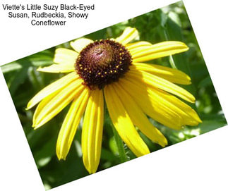 Viette\'s Little Suzy Black-Eyed Susan, Rudbeckia, Showy Coneflower