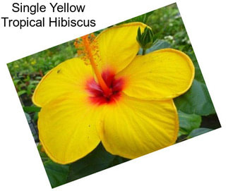 Single Yellow Tropical Hibiscus