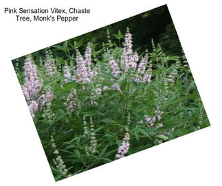 Pink Sensation Vitex, Chaste Tree, Monk\'s Pepper