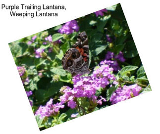 Purple Trailing Lantana, Weeping Lantana