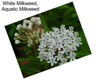 White Milkweed, Aquatic Milkweed