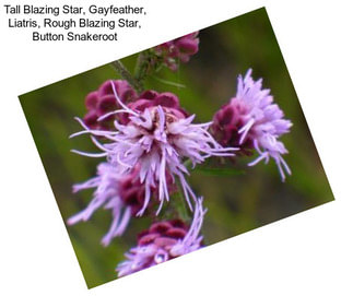 Tall Blazing Star, Gayfeather, Liatris, Rough Blazing Star, Button Snakeroot