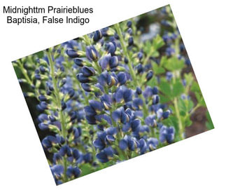 Midnighttm Prairieblues Baptisia, False Indigo