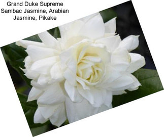 Grand Duke Supreme Sambac Jasmine, Arabian Jasmine, Pikake