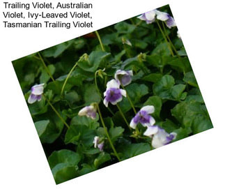 Trailing Violet, Australian Violet, Ivy-Leaved Violet, Tasmanian Trailing Violet