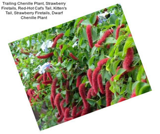 Trailing Chenille Plant, Strawberry Firetails, Red-Hot Cat\'s Tail, Kitten\'s Tail, Strawberry Firetails, Dwarf Chenille Plant