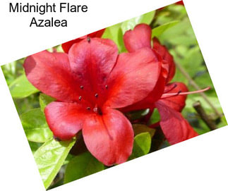 Midnight Flare Azalea