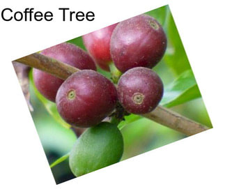 Coffee Tree