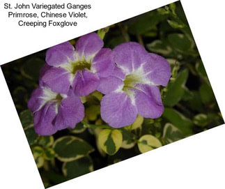 St. John Variegated Ganges Primrose, Chinese Violet, Creeping Foxglove