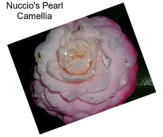 Nuccio\'s Pearl Camellia