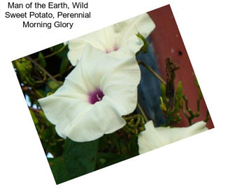 Man of the Earth, Wild Sweet Potato, Perennial Morning Glory