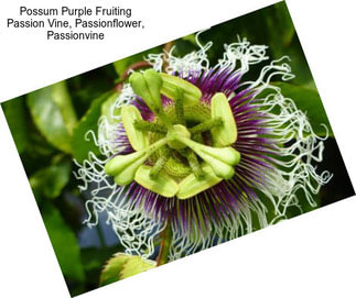 Possum Purple Fruiting Passion Vine, Passionflower, Passionvine