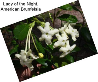 Lady of the Night, American Brunfelsia