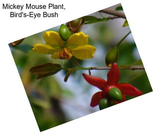 Mickey Mouse Plant, Bird\'s-Eye Bush