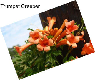 Trumpet Creeper