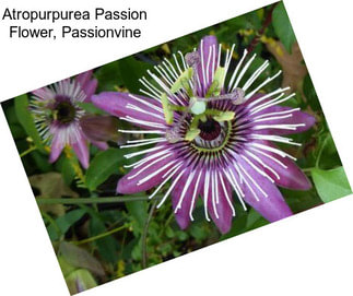 Atropurpurea Passion Flower, Passionvine