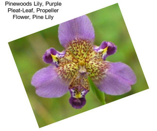 Pinewoods Lily, Purple Pleat-Leaf, Propeller Flower, Pine Lily