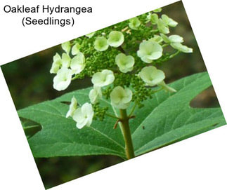 Oakleaf Hydrangea (Seedlings)