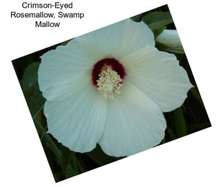 Crimson-Eyed Rosemallow, Swamp Mallow