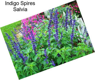 Indigo Spires Salvia