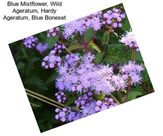 Blue Mistflower, Wild Ageratum, Hardy Ageratum, Blue Boneset