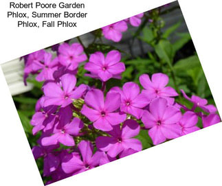 Robert Poore Garden Phlox, Summer Border Phlox, Fall Phlox