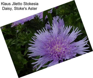 Klaus Jiletto Stokesia Daisy, Stoke\'s Aster