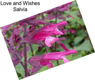 Love and Wishes Salvia