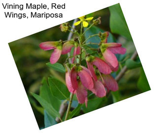 Vining Maple, Red Wings, Mariposa