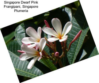 Singapore Dwarf Pink Frangipani, Singapore Plumeria