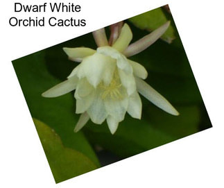 Dwarf White Orchid Cactus