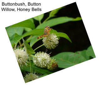 Buttonbush, Button Willow, Honey Bells