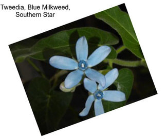 Tweedia, Blue Milkweed, Southern Star