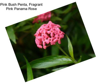 Pink Bush Penta, Fragrant Pink Panama Rose