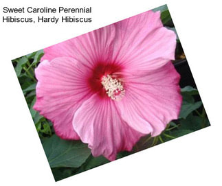 Sweet Caroline Perennial Hibiscus, Hardy Hibiscus