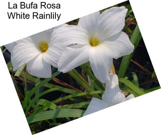 La Bufa Rosa White Rainlily