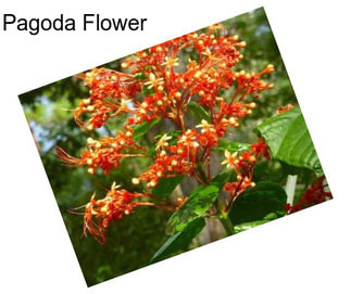 Pagoda Flower