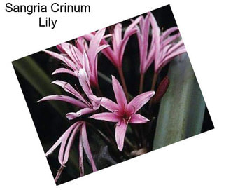 Sangria Crinum Lily