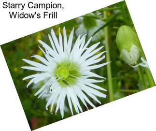 Starry Campion, Widow\'s Frill