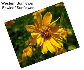 Western Sunflower, Fewleaf Sunflower