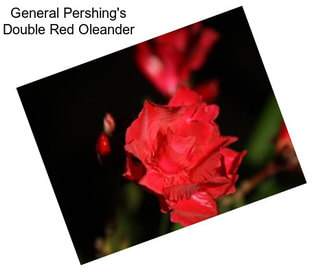 General Pershing\'s Double Red Oleander