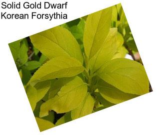 Solid Gold Dwarf Korean Forsythia