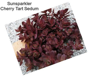 Sunsparkler Cherry Tart Sedum