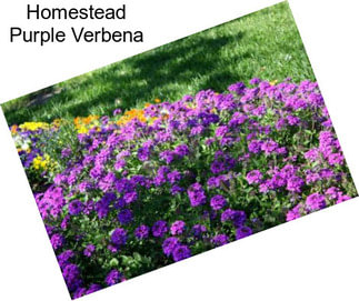 Homestead Purple Verbena