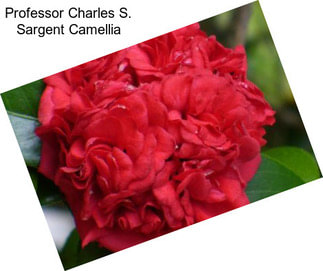 Professor Charles S. Sargent Camellia