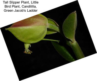 Tall Slipper Plant, Little Bird Plant, Candililla, Green Jacob\'s Ladder