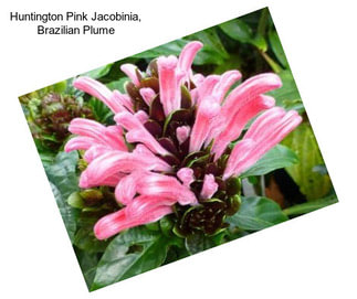 Huntington Pink Jacobinia, Brazilian Plume