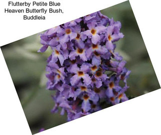 Flutterby Petite Blue Heaven Butterfly Bush, Buddleia