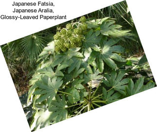 Japanese Fatsia, Japanese Aralia, Glossy-Leaved Paperplant